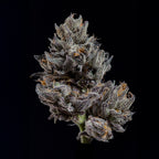 KnightCap🏆Feminized 3Seeds