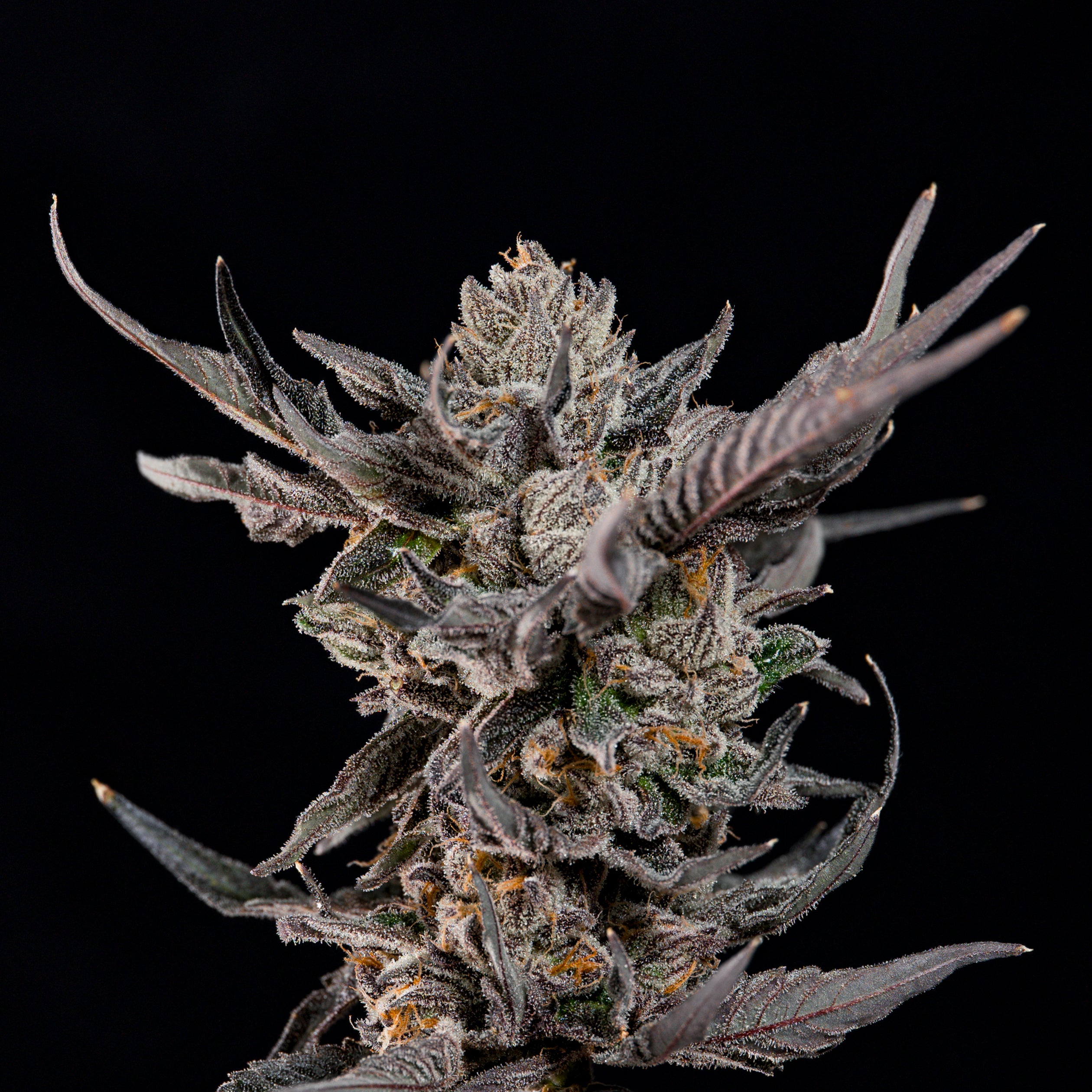 KnightCap🏆Feminized 3Seeds