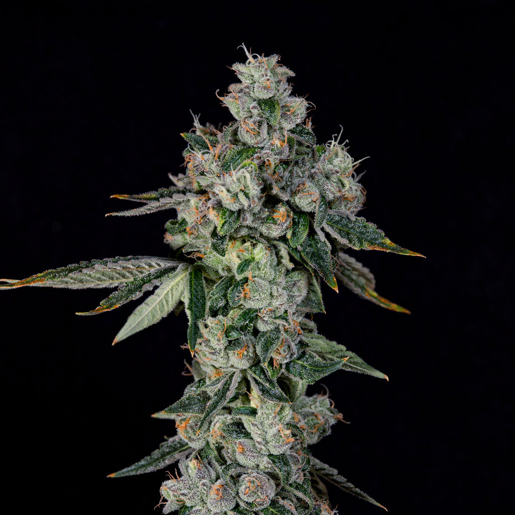 L.I.I.T 🏆 Feminized 3Seeds