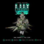 L.I.I.T 🏆 Feminized 3Seeds