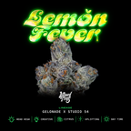 Lemon Fever🏆Feminized 3 Seeds