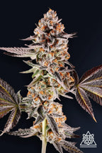 Compound Genetics - La Bomba - Feminized 5Seeds