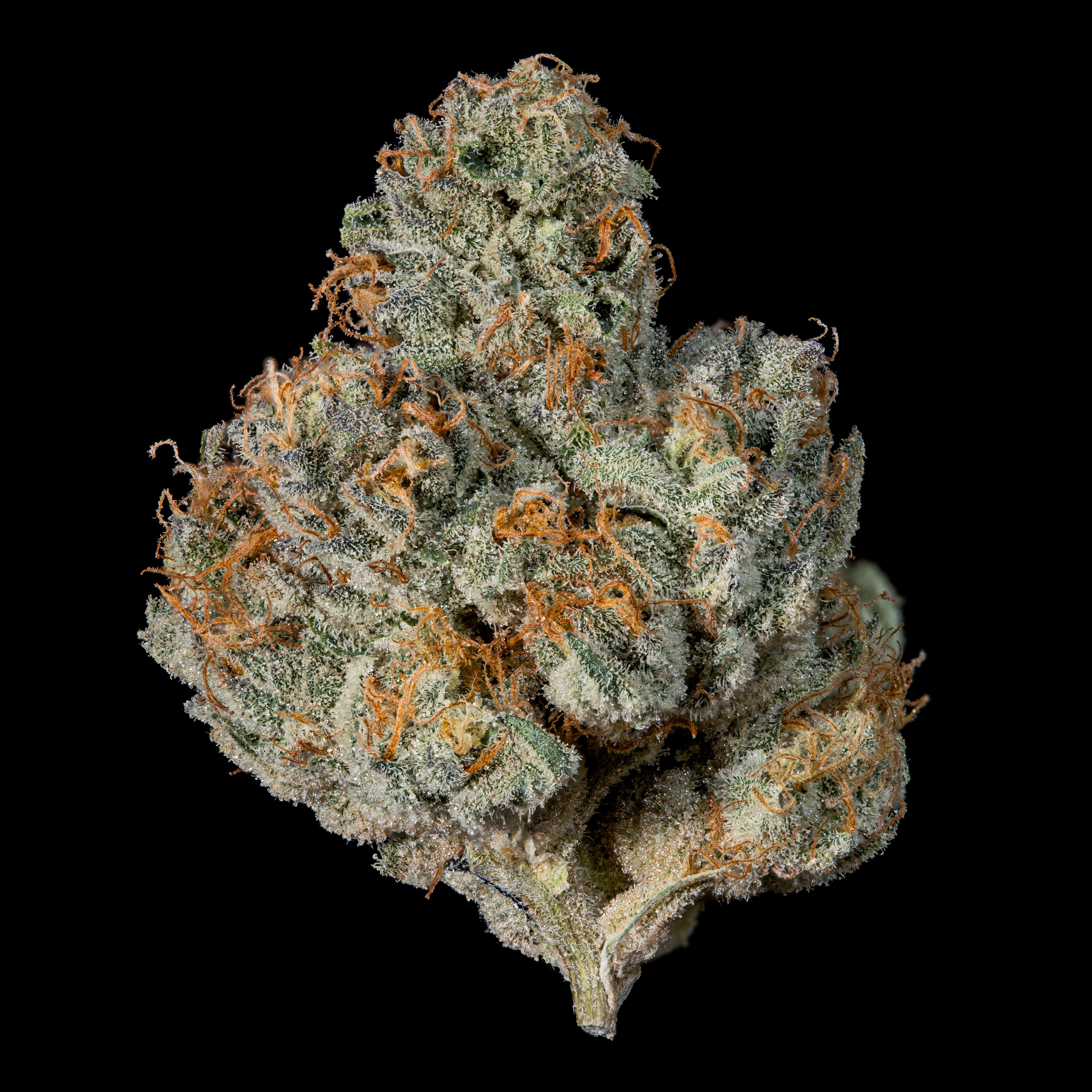 Last Pour 🏆Feminized 3 Seeds