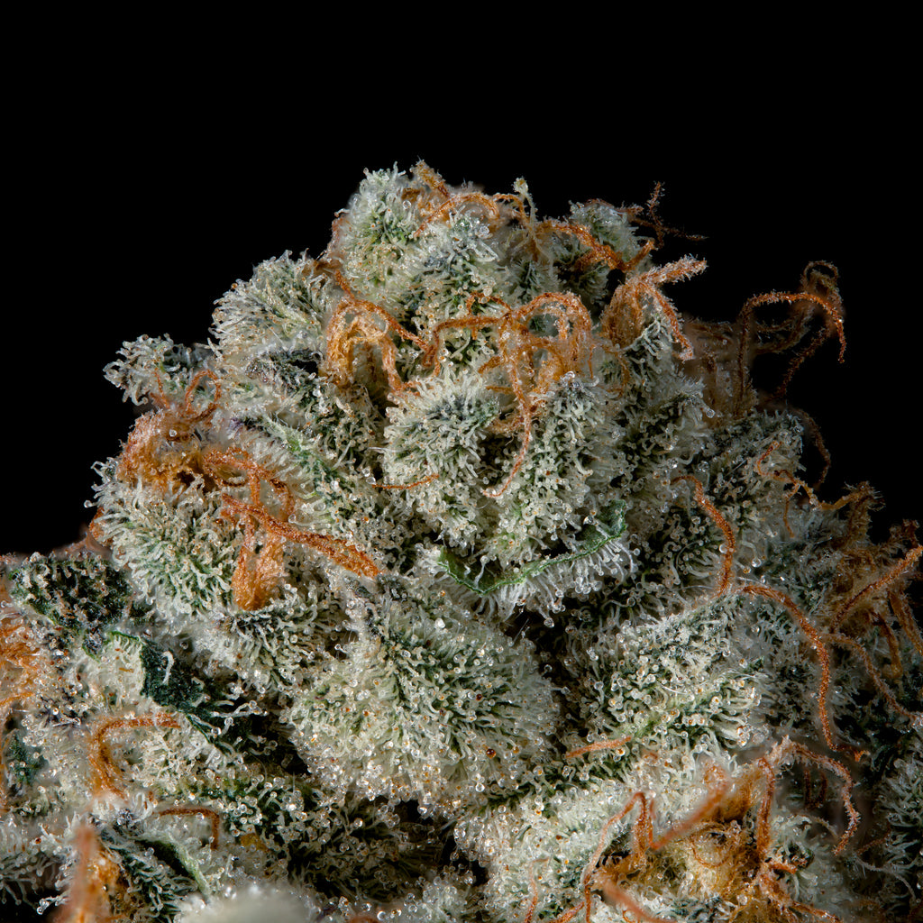 Last Pour 🏆Feminized 3 Seeds