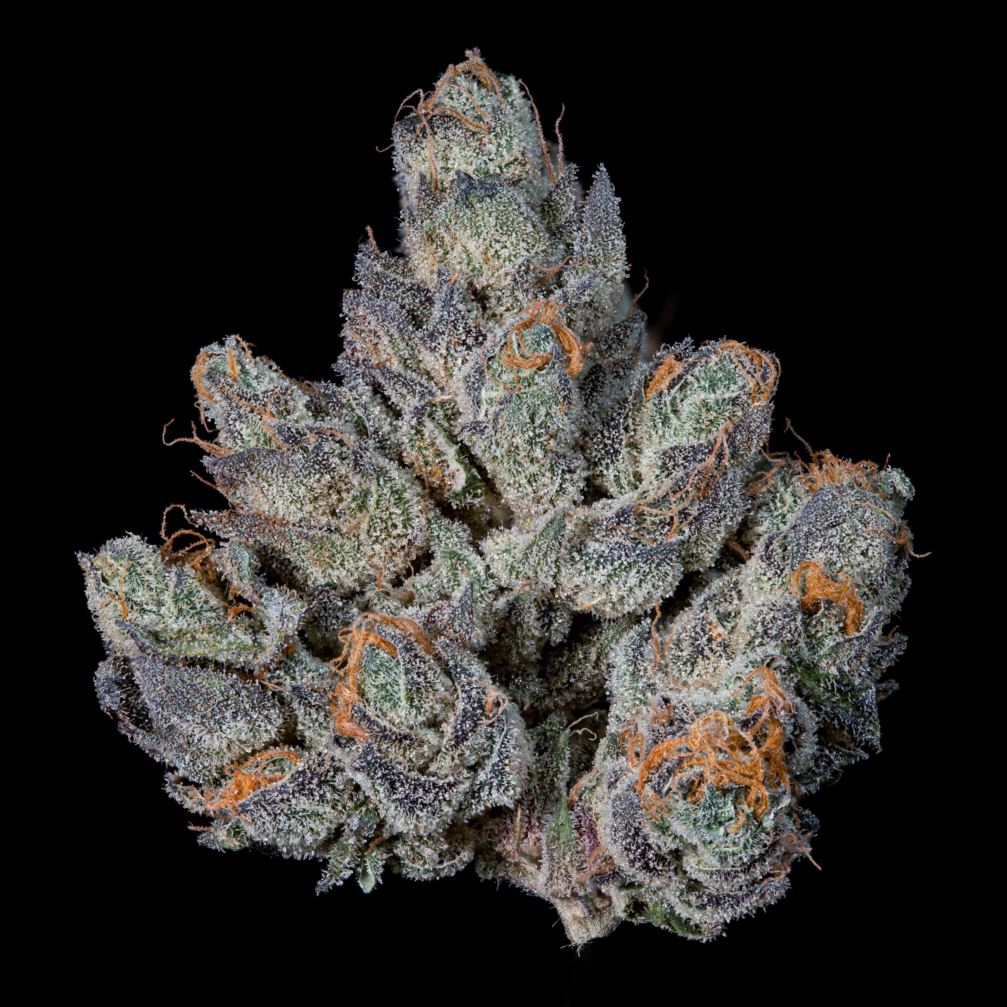 Last Pour 🏆Feminized 3 Seeds