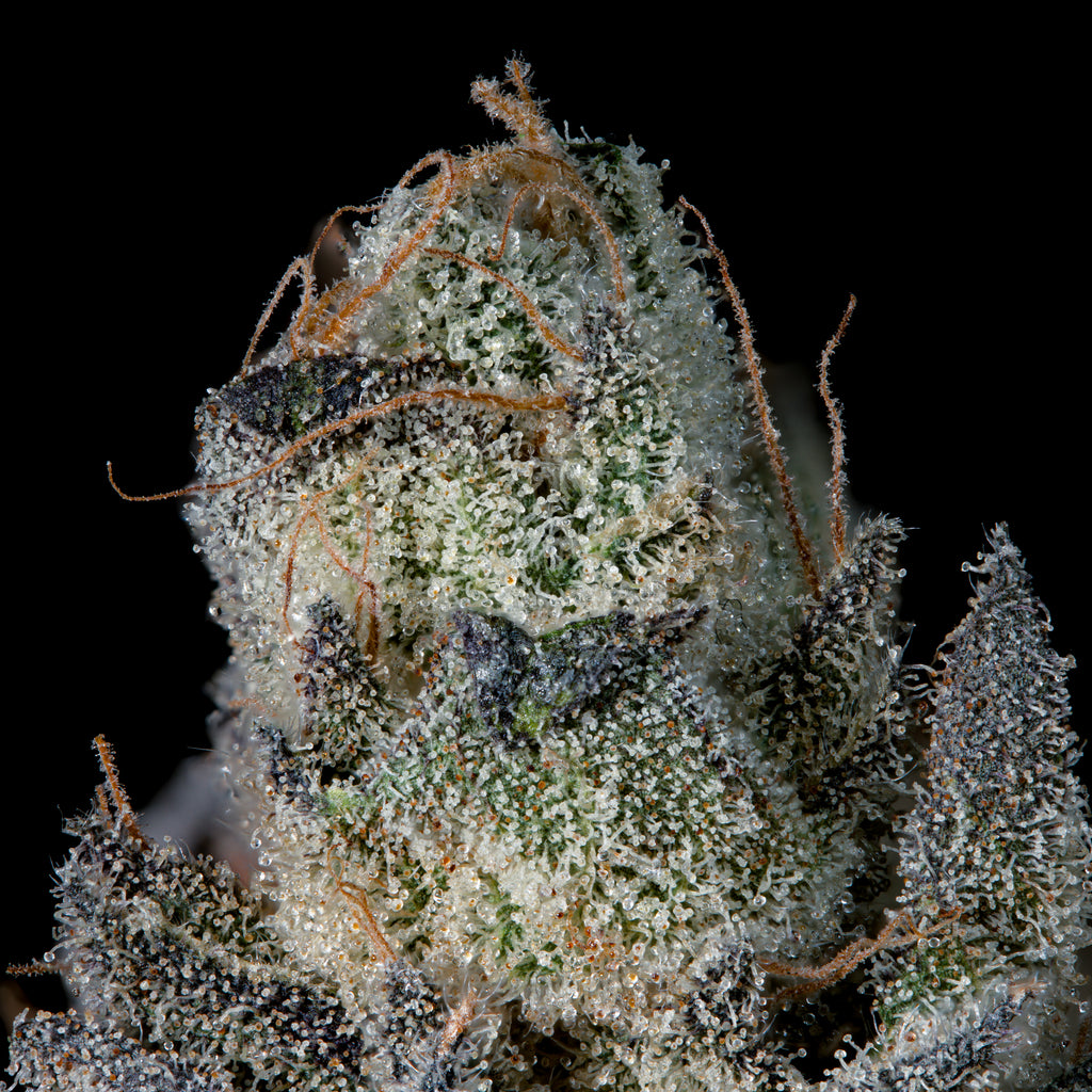 Last Pour 🏆Feminized 3 Seeds