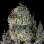 Last Pour 🏆Feminized 3 Seeds