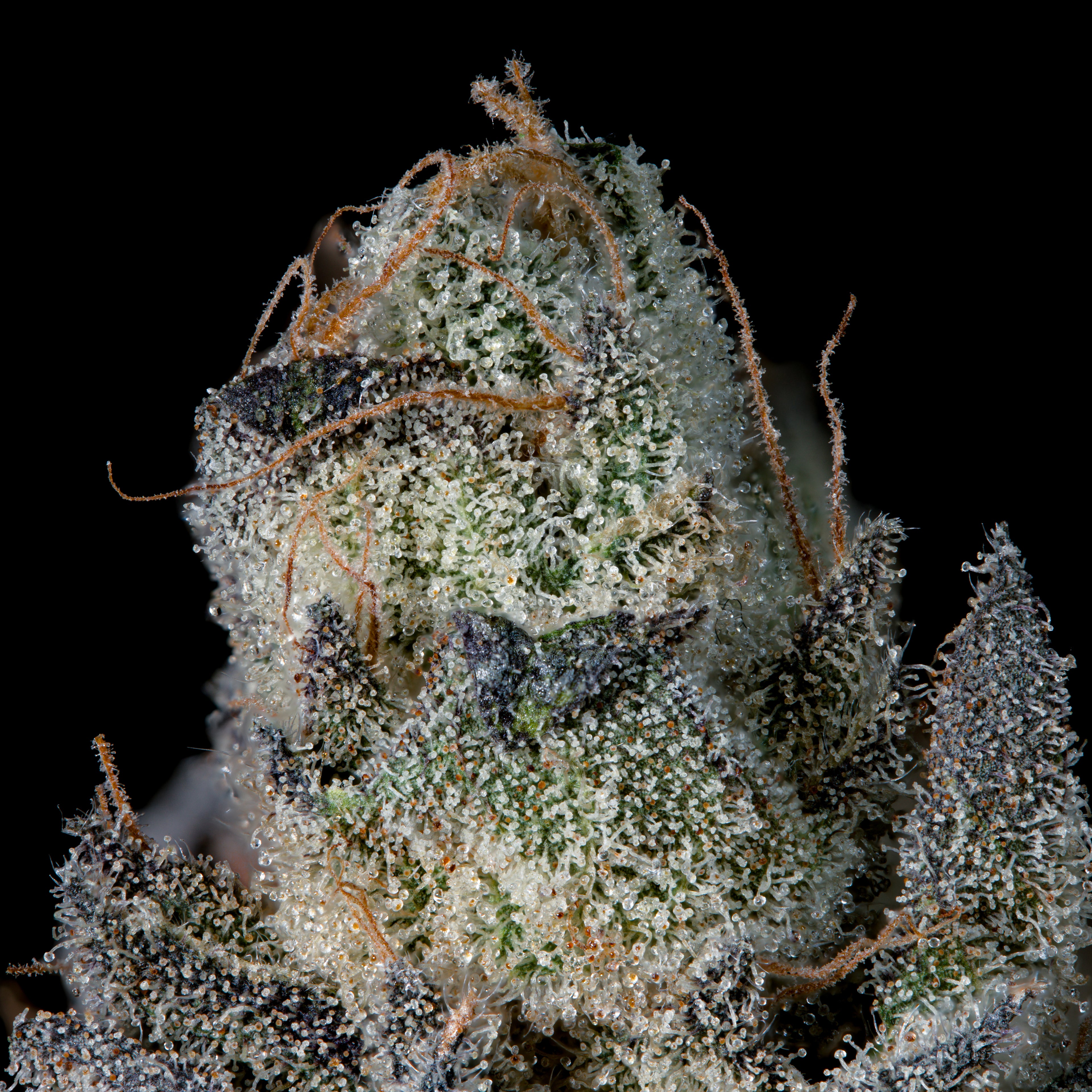 Last Pour 🏆Feminized 3 Seeds