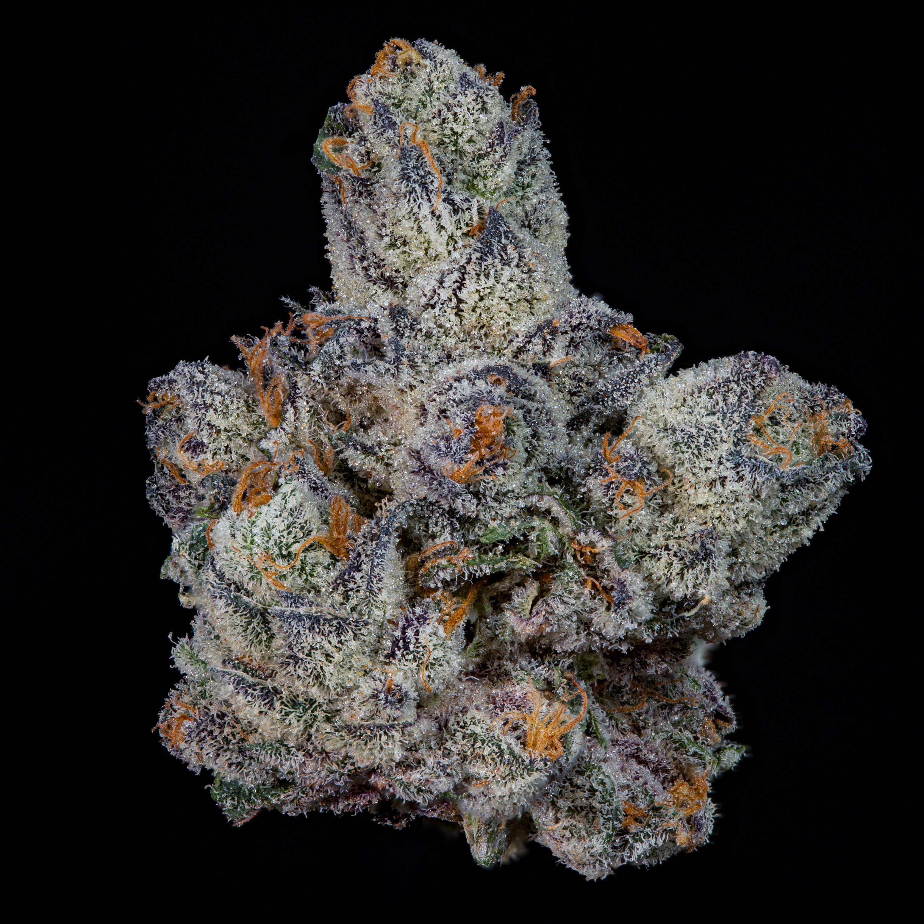 Lemon Fever🏆Feminized 3 Seeds