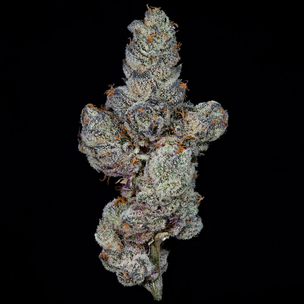 Lemon Fever🏆Feminized 3 Seeds