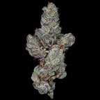 Lemon Fever🏆Feminized 3 Seeds