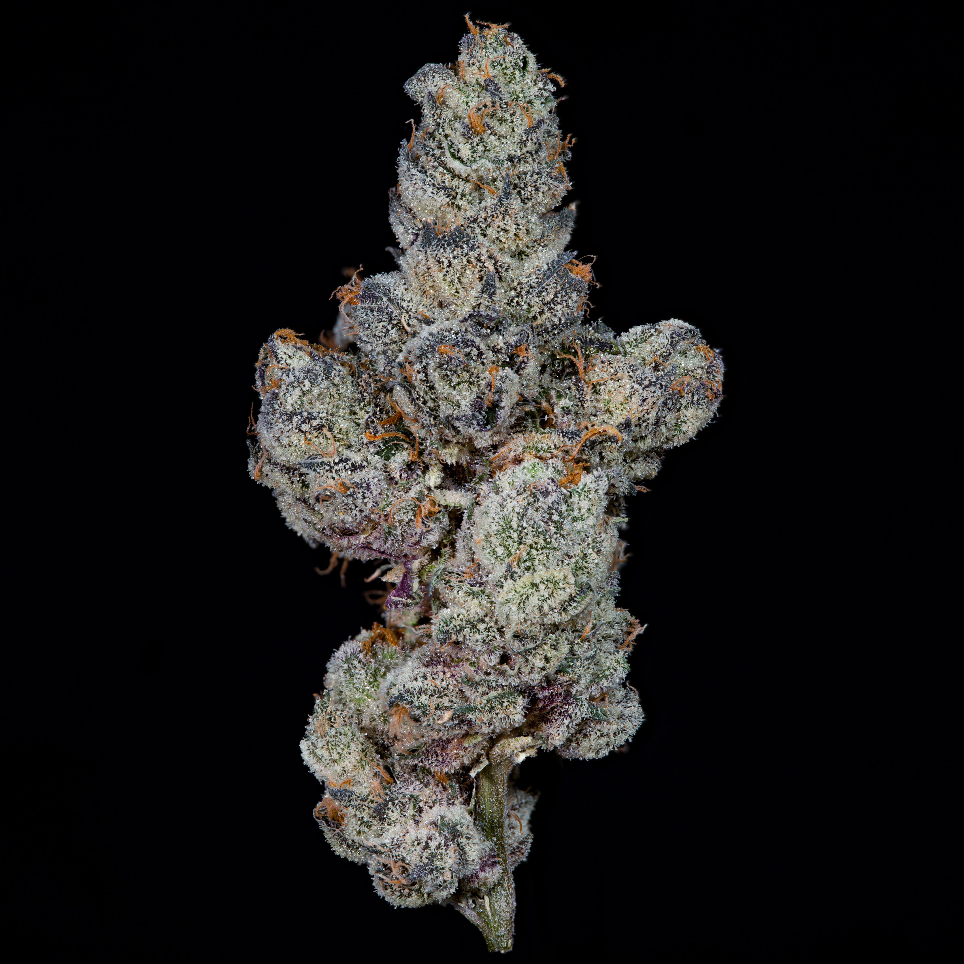 Lemon Fever🏆Feminized 3 Seeds