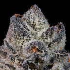 Lemon Fever🏆Feminized 3 Seeds
