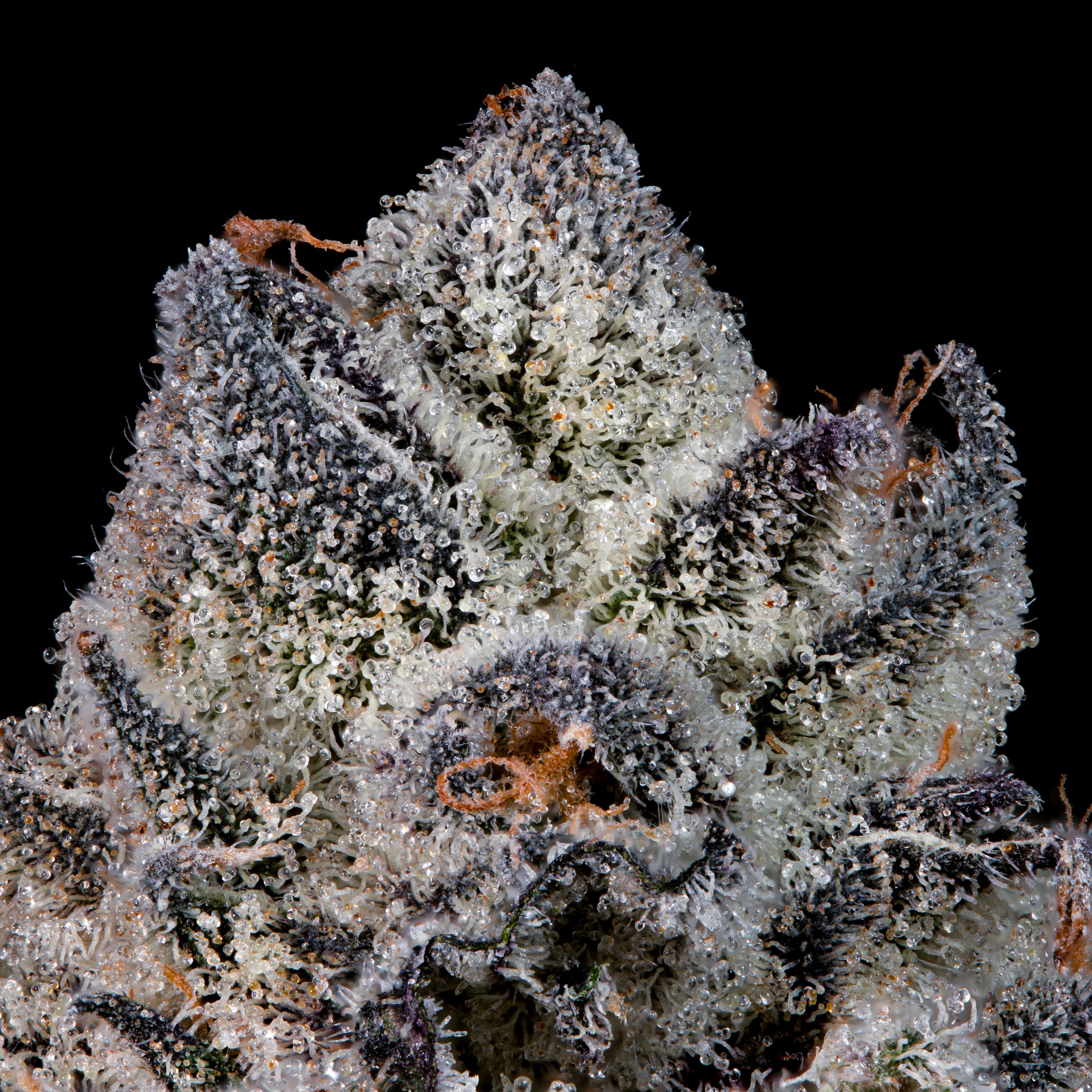 Lemon Fever🏆Feminized 3 Seeds