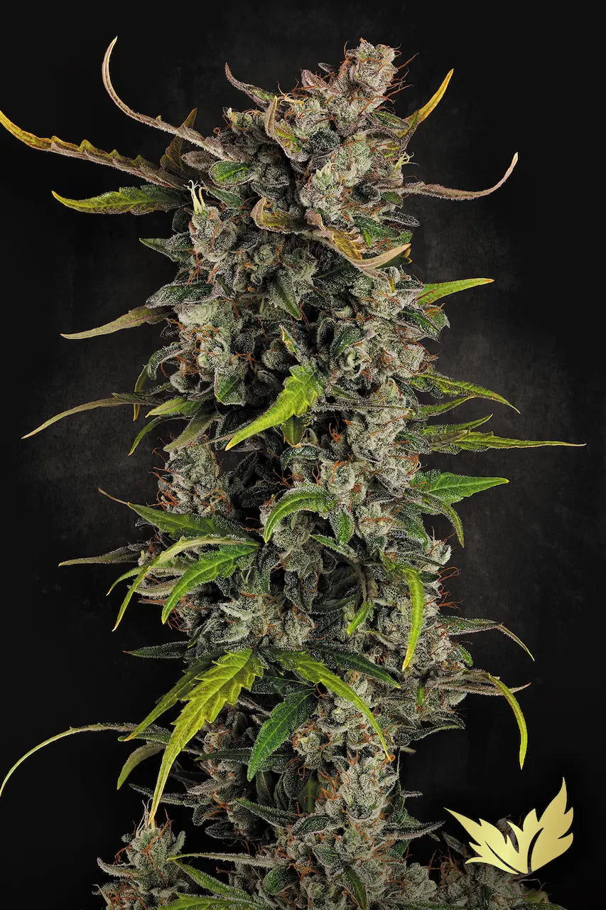 Lemonade Auto 3Seeds