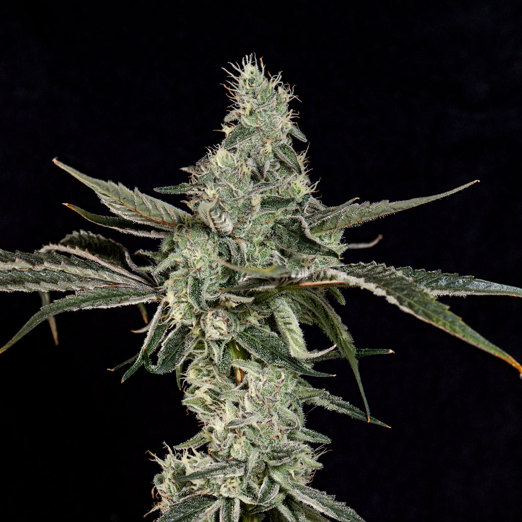 London Fog🏆Feminized 3Seeds