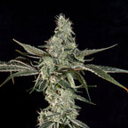 London Fog🏆Feminized 3Seeds
