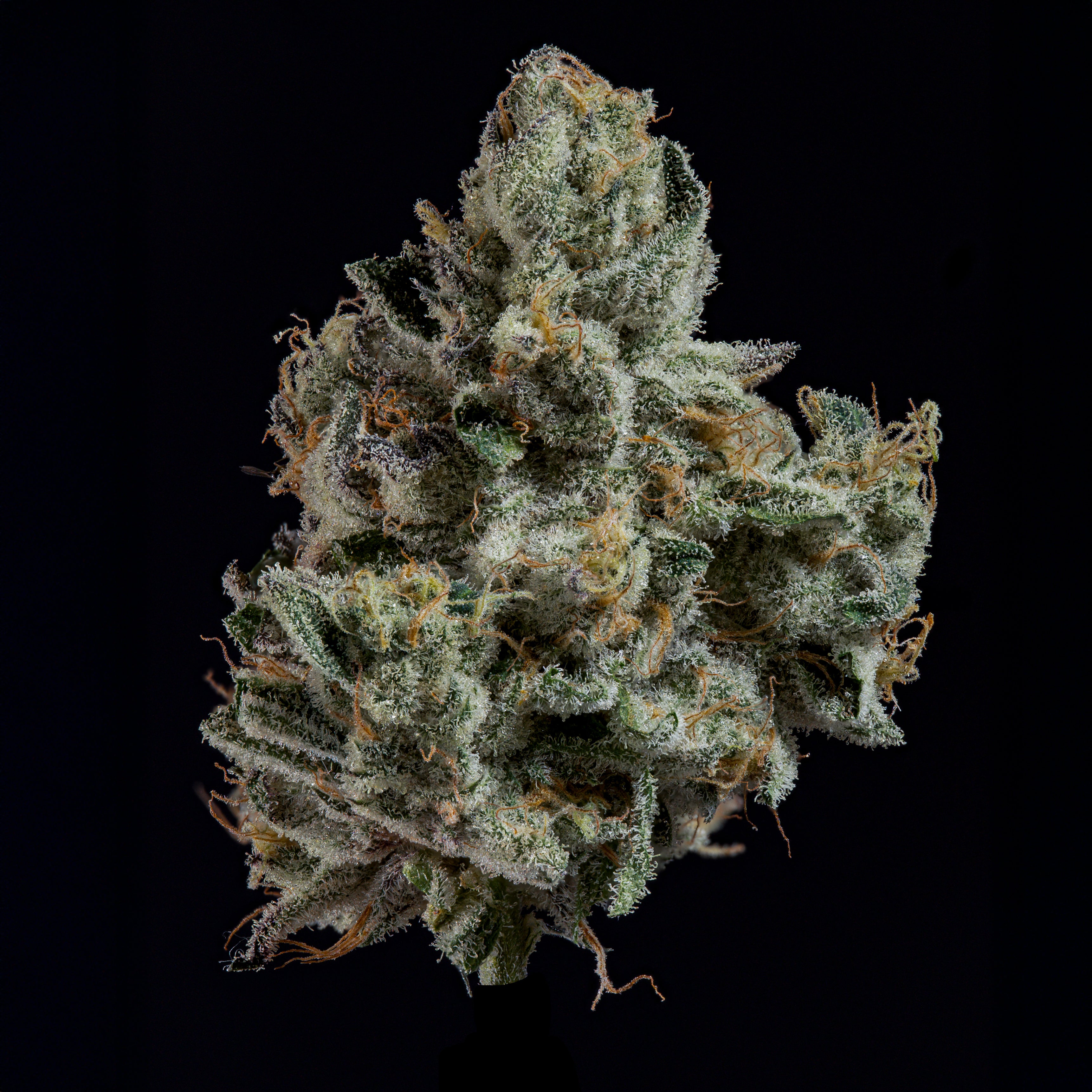 London Fog🏆Feminized 3Seeds