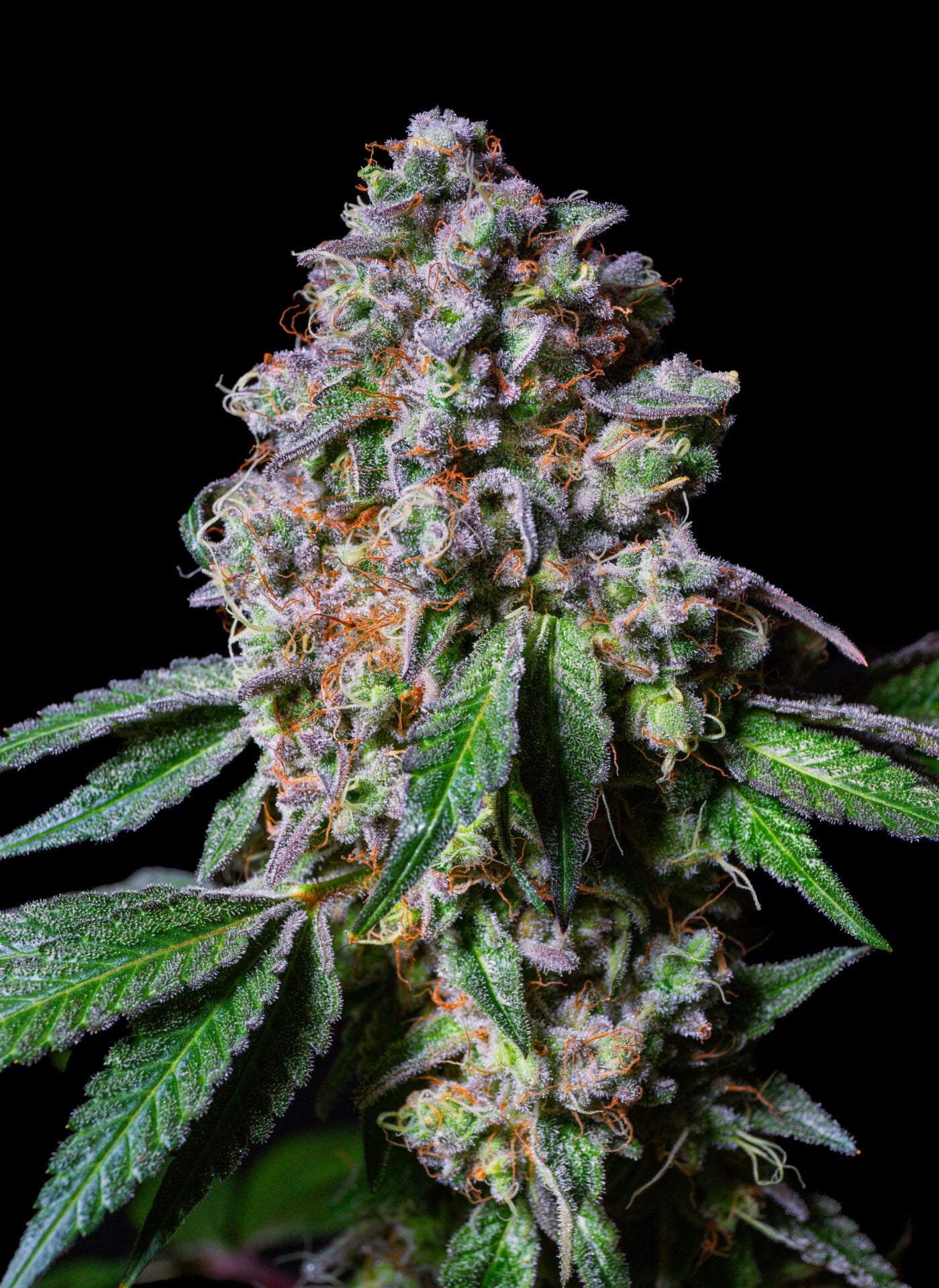 La Macedonia feminisiert, 1Seed