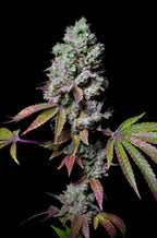 Mochi feminisiert, 1Seed