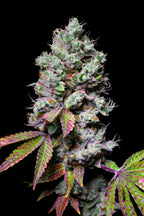Mochi feminisiert, 1Seed