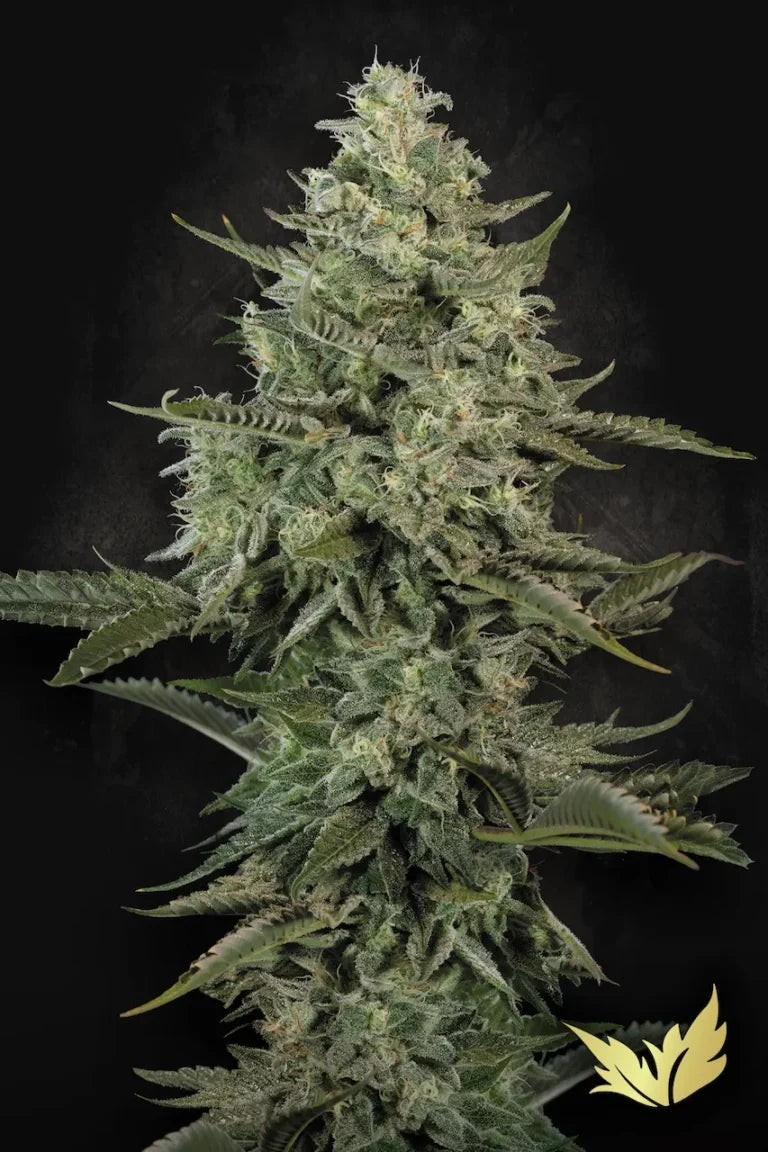 Mendo Crème Feminized 3Seeds