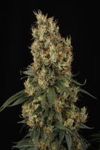 Mendocino Skunk Feminized 3Seeds