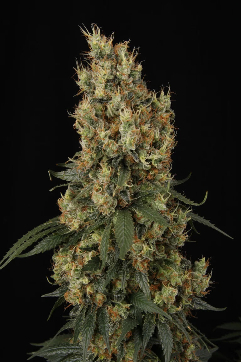 Mendocino Skunk Feminized 3Seeds