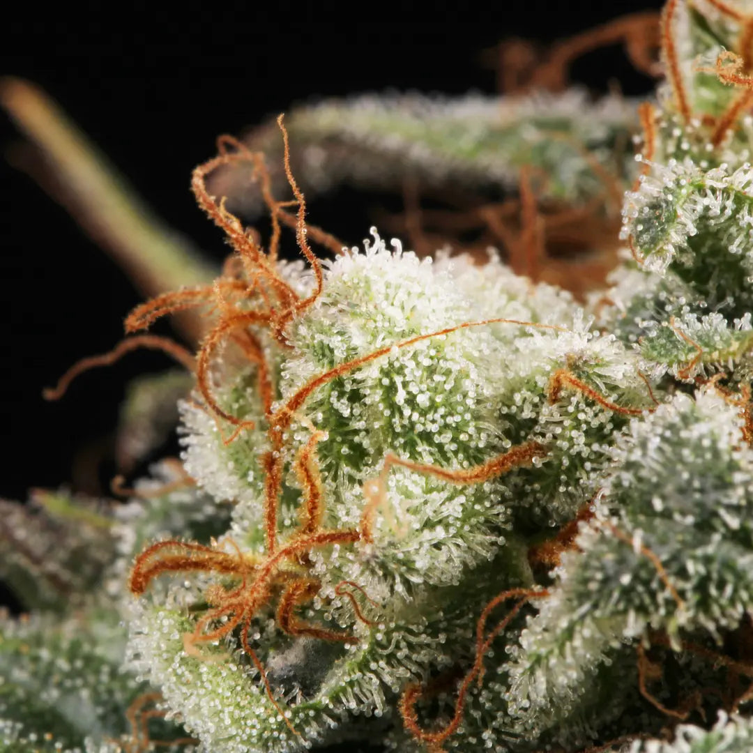 Mendocino Skunk Feminized 3Seeds