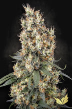 Mendocino Skunk Feminized 3Seeds