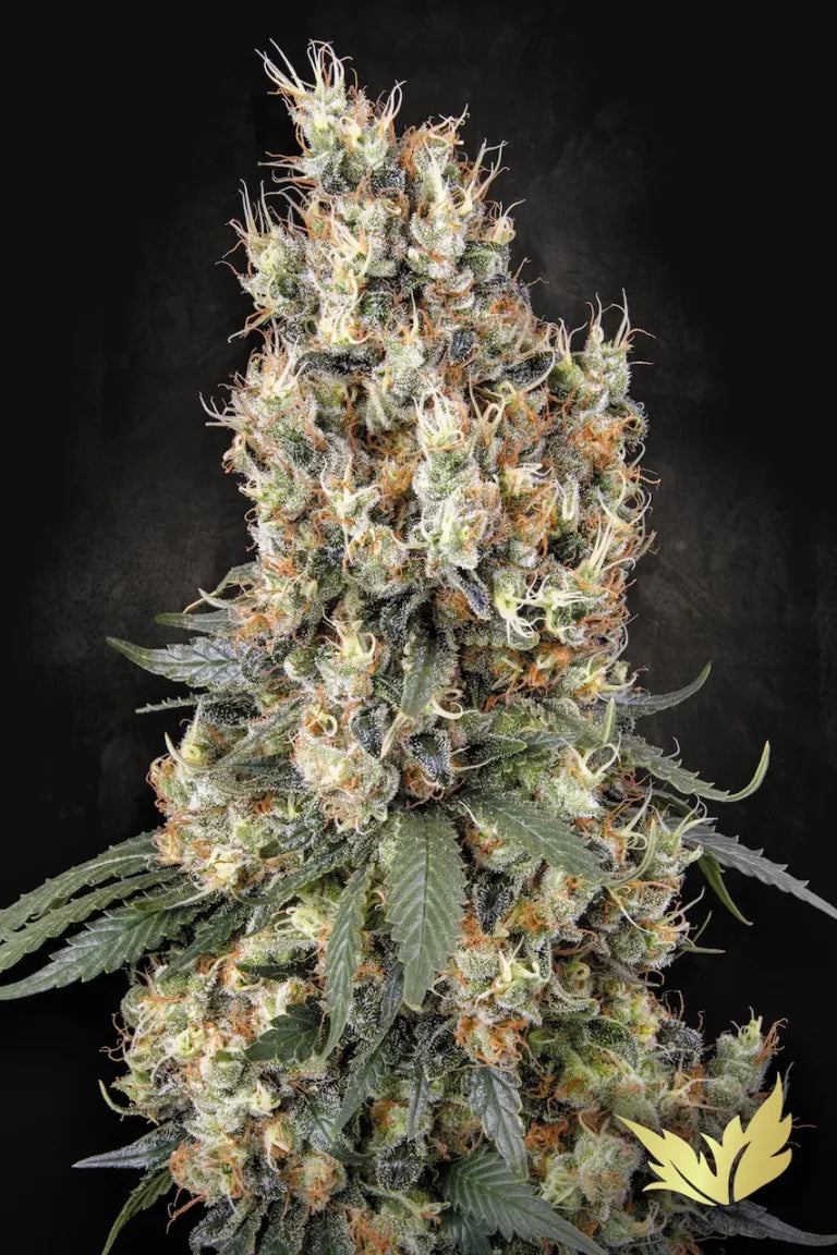 Mendocino Skunk Feminized 3Seeds
