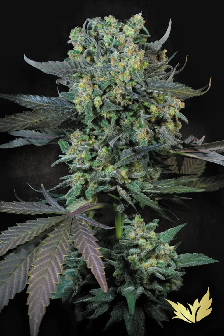 Momo Feminized 3Seeds