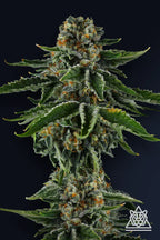 Eye Candy Line Vol. 2 - Mr. Jones - Feminized 5 Seeds
