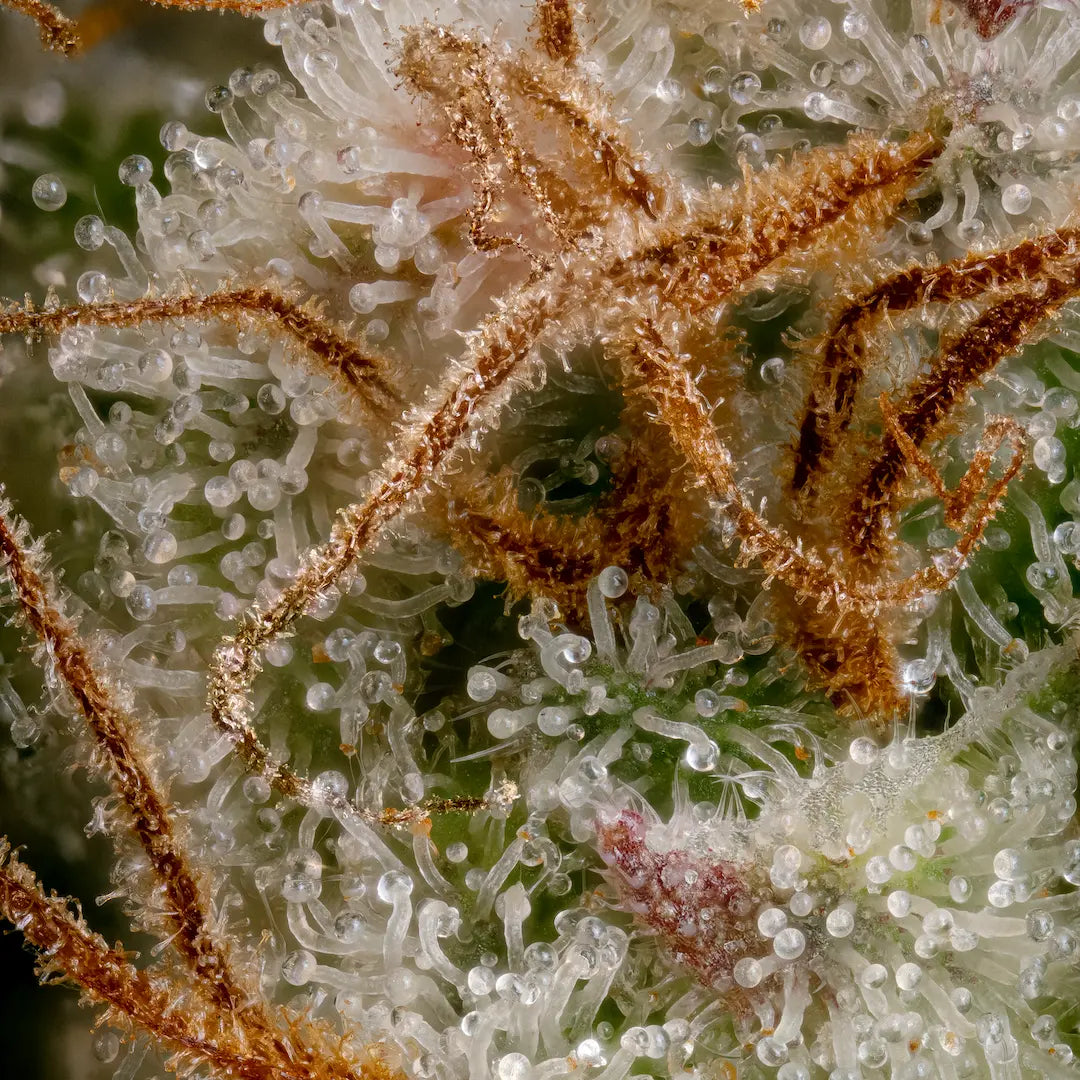 Nebula🏆Feminized 3Seeds