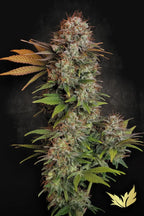 Nebula🏆Feminized 3Seeds
