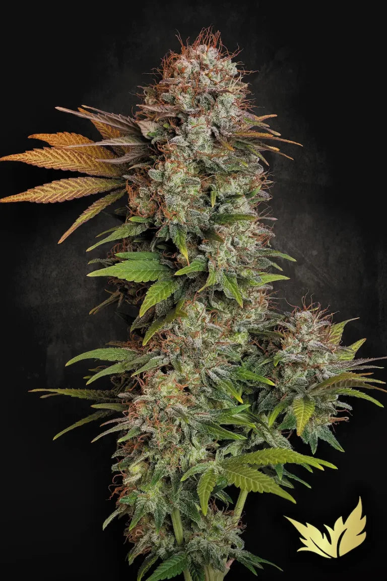 Nebula🏆Feminized 3Seeds