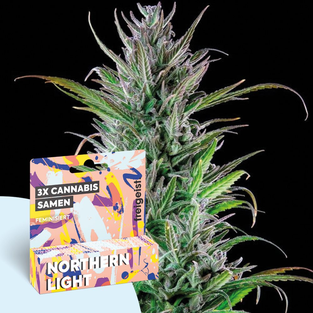 Autoflowering "Northern Lights" 3 Stück
