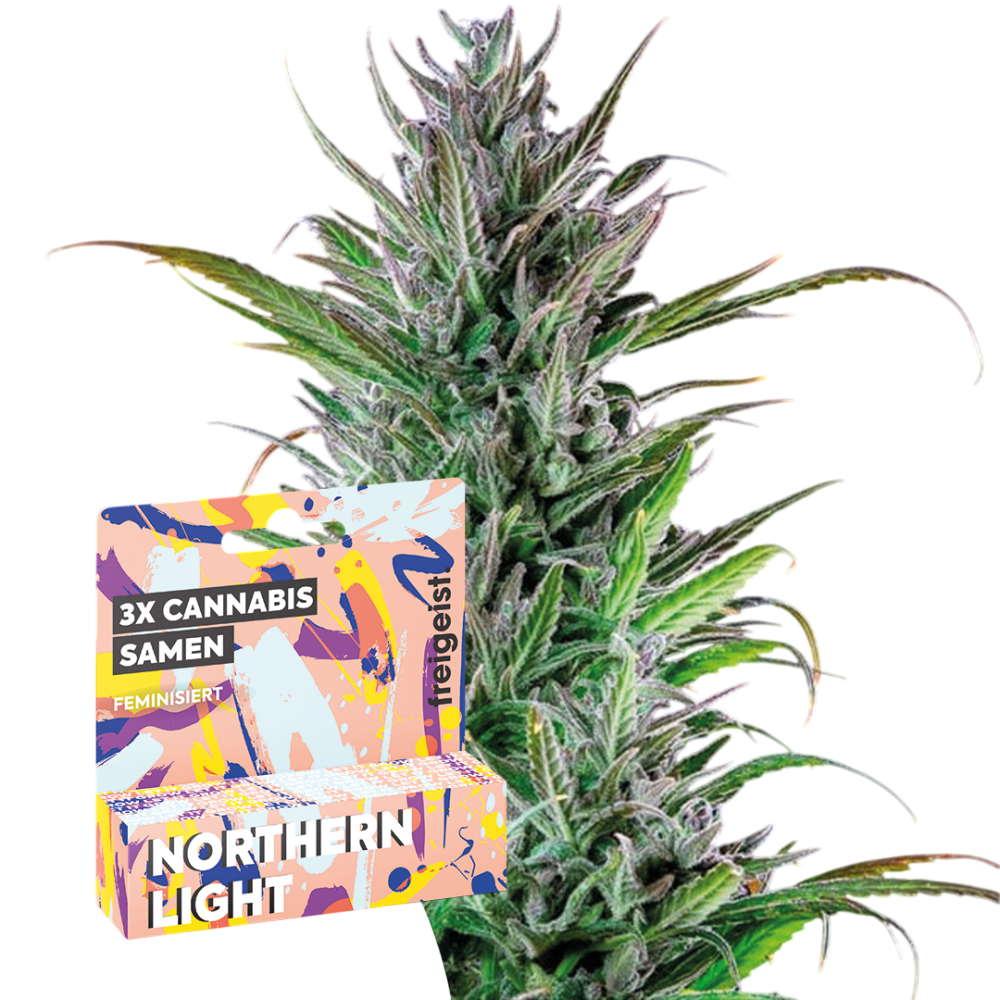 Autoflowering "Northern Lights" 3 Stück