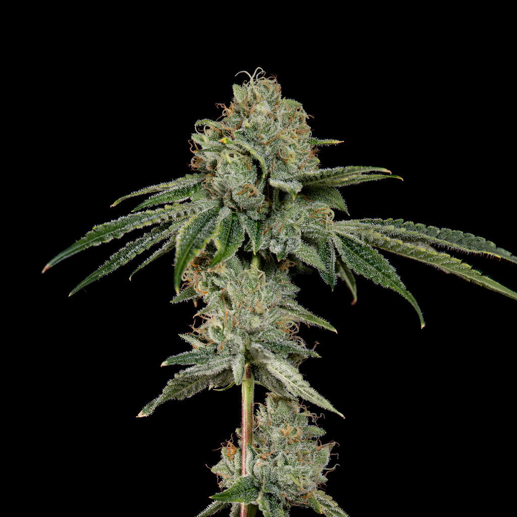 OG Hour🏆Feminized 3Seeds