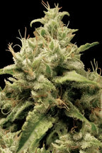 Opium🏆Feminized 3Seeds