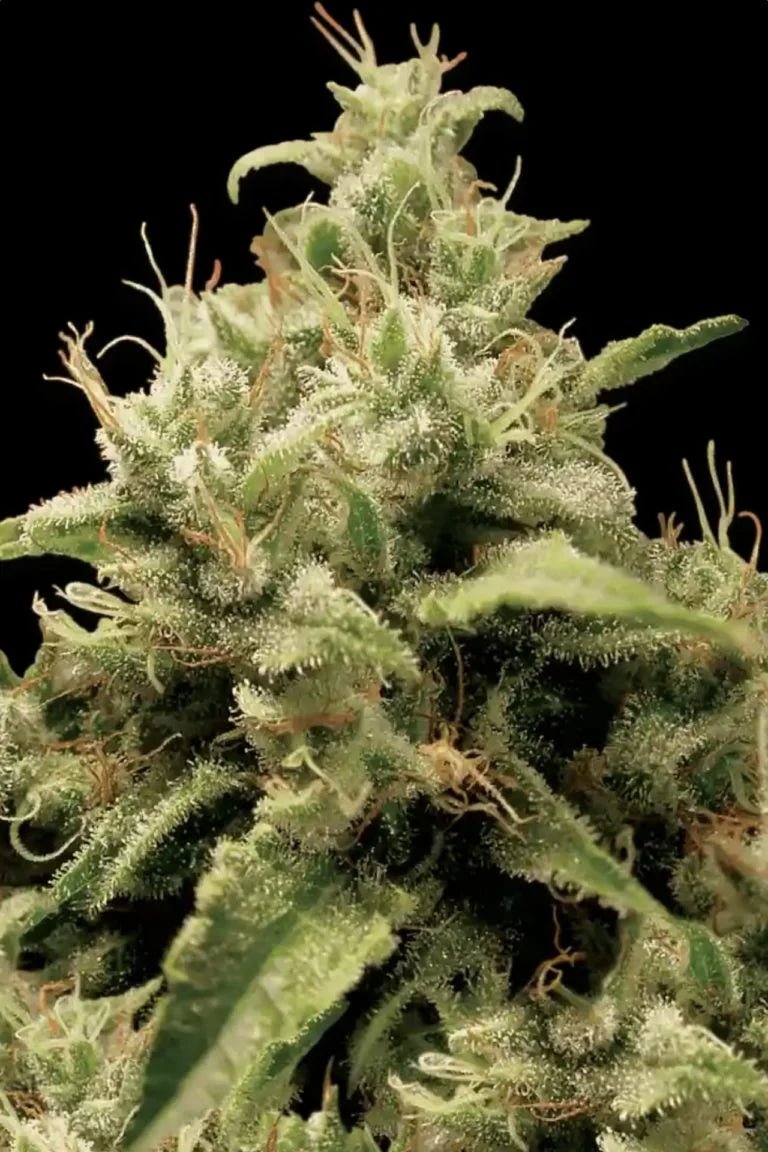 Opium🏆Feminized 3Seeds