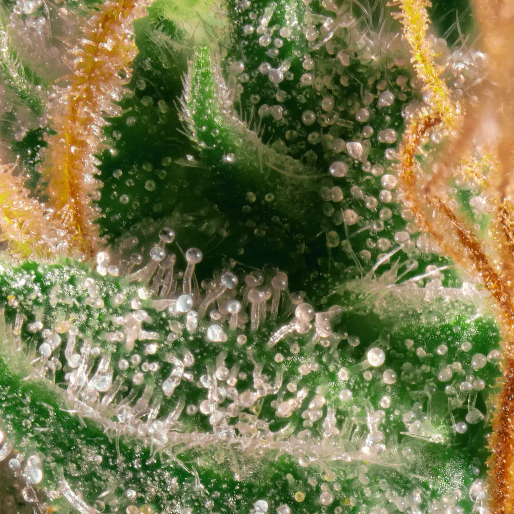 Opium🏆Feminized 3Seeds