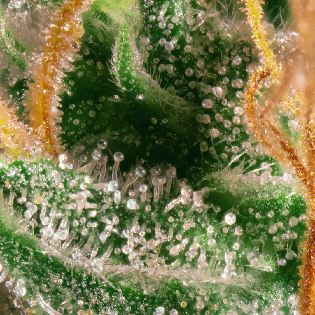 Opium🏆Feminized 3Seeds