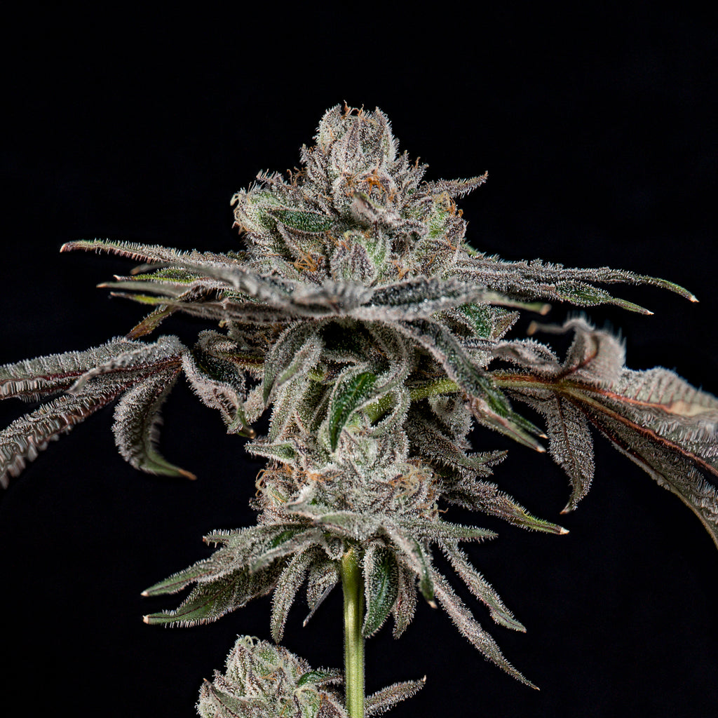 P's & Z's🏆Feminized 3Seeds