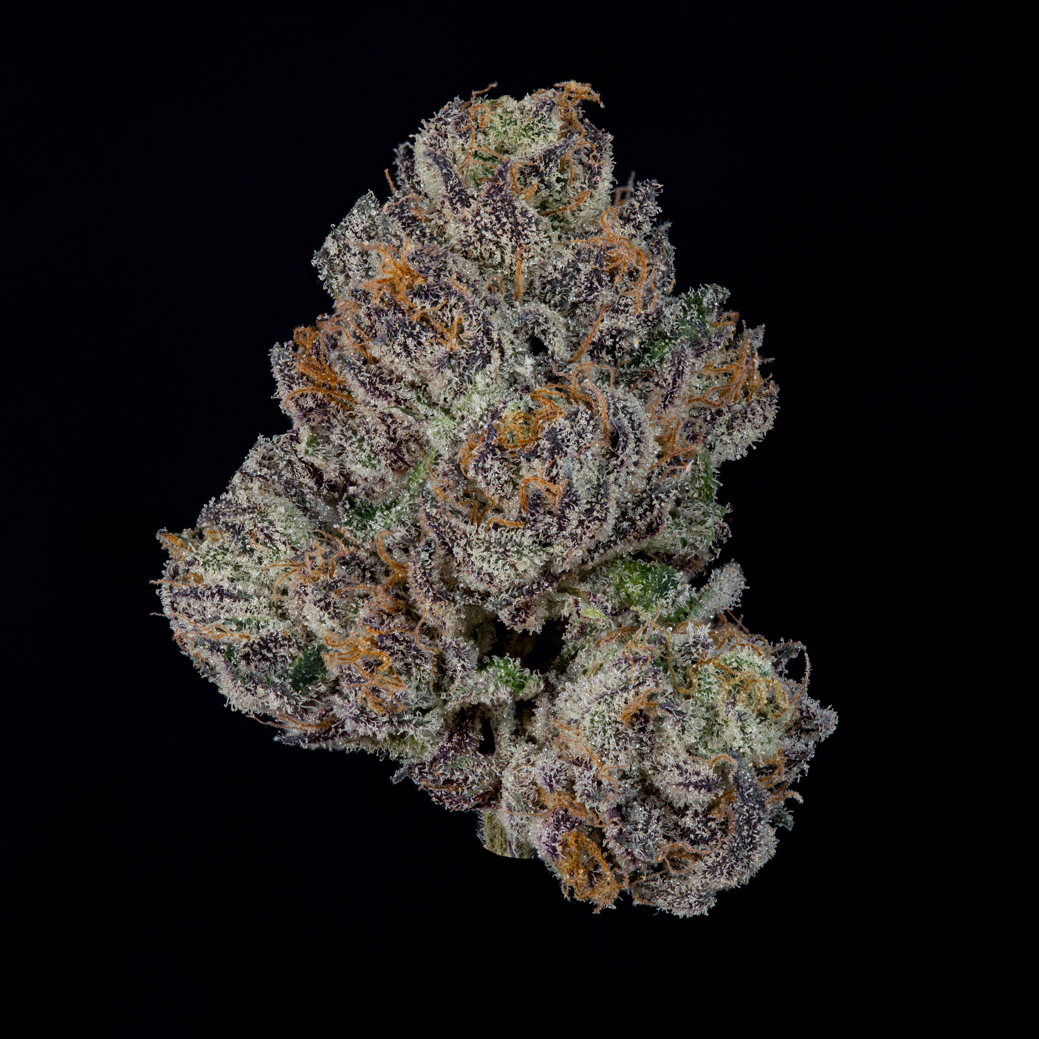 P's & Z's🏆Feminized 3Seeds