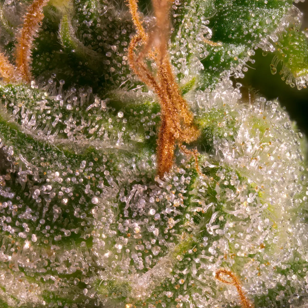 Pandora Auto🏆3Seeds