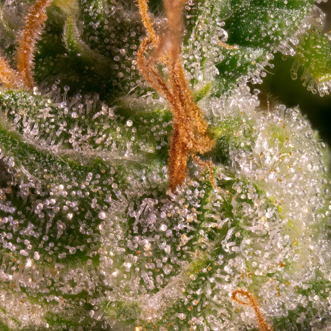 Pandora Auto🏆3Seeds