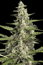 Pandora Auto🏆3Seeds