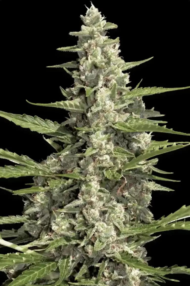 Pandora Auto🏆3Seeds