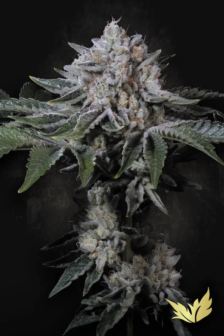 Peach Frosting Feminized 5Seeds